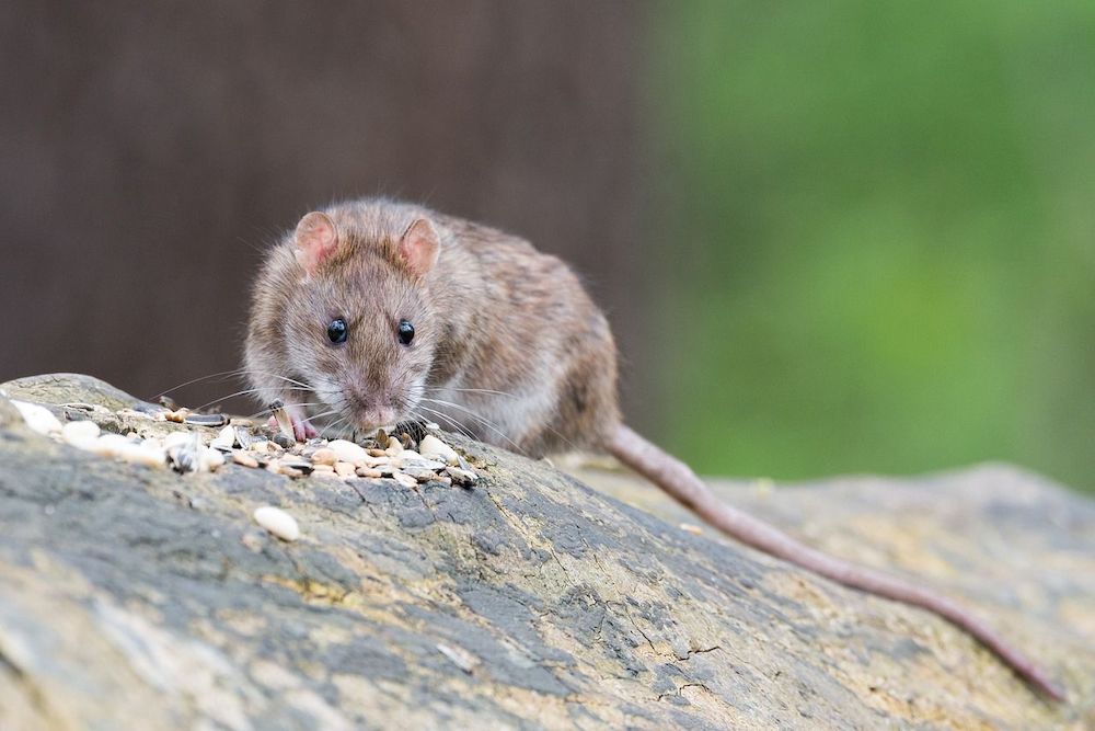 Ratten bestrijden