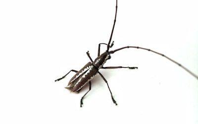 De boktor in huis gevonden: wat nu?
