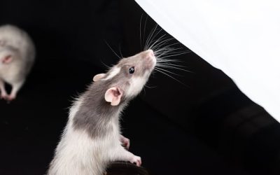 Ratten op zolder: herkenning, risico’s en oplossing