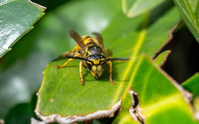 Wespen in de tuin: oorzaken, risico’s en effectieve oplossingen