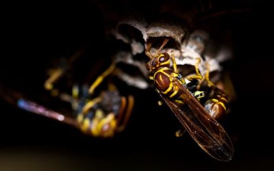 Wespen overlast: oorzaken, gevaren en effectieve oplossingen