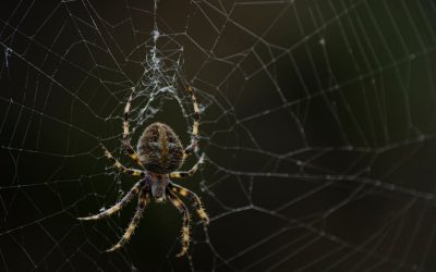 Spin bestrijdingsmiddel: welk product werkt echt tegen spinnen?