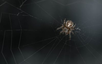 Spinnen in de slaapkamer: waarom zitten ze daar en hoe kom je ervan af?