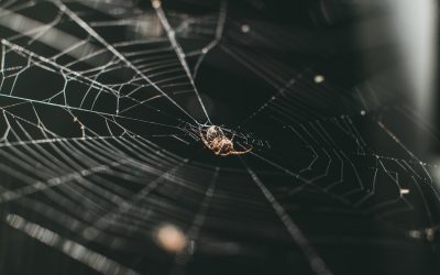 Spinnen in huis: waarom komen ze binnen en hoe kom je er vanaf?