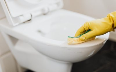 Een spin op het toilet of de WC?: waarom zitten spinnen in je badkamer of toilet?