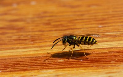Wespen in huis