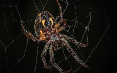 Spin in de schuur: waarom zitten ze daar en hoe kom je ervan af?