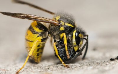 Veel wespen: waar komen ze vandaan?