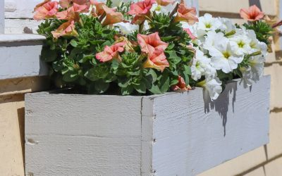 Wespen in een plantenbak: hoe ontstaat het en wat kun je doen?