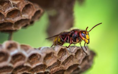 Wespen blijven terugkomen: wat is de oorzaak?