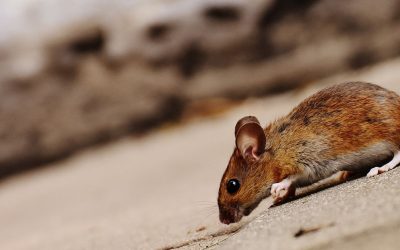 Muizen onder dakpannen: hoe komen ze daar en wat kun je doen?