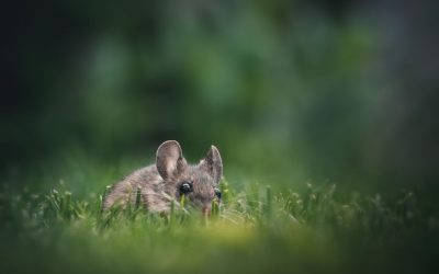 Muizen in de tuin: wat kun je doen tegen muizenoverlast?